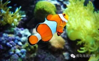 海底世界在线观看,跟随海底世界在线之旅