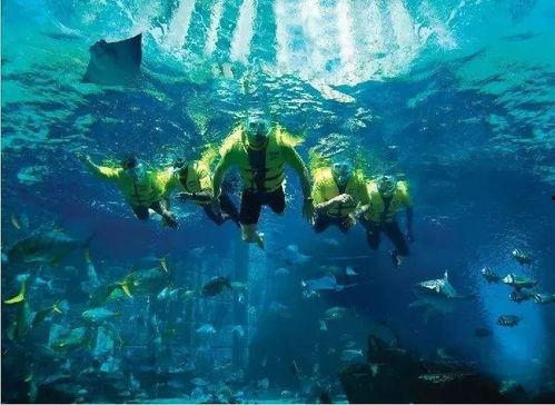 海底世界在线观看,跟随海底世界在线之旅