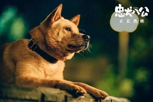 忠犬八公在线观看,感人至深的忠诚守候