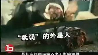 第九区国语在线观看,异域入侵者的避难所，在线观看全解析