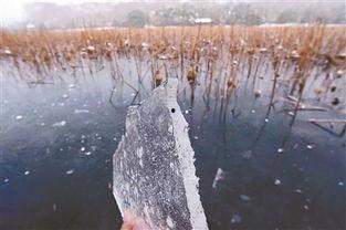 冰冻在线观看,揭秘极地奇观，在线观看的冰雪之旅